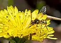 A yellow-legged nomad bee on a Dandelion