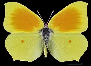 Gonepteryx cleopatra ♂  △