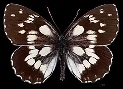 Melanargia galathea procida ♂