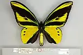 Ornithoptera chimaera flavidior, Holotype male dorsal view