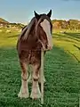 A clydesdale horse at Ambury Regional Park.