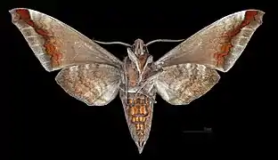 Acosmeryx sericeus ♂   △