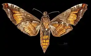 Acosmeryx sericeus ♀ △