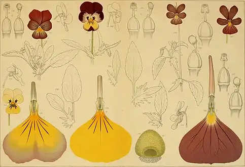 Violets co-illustrated by the Ekbloms, 1897