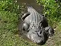 American alligator (Alligator mississippiensis)