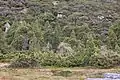 Alpine vegetation in Cradle Mountain National park, where G. hispida is found