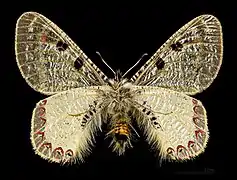 A. a. apollinus male, bottom - Turkey, MHNT