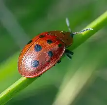  Argus Tortoise Beetle (Chelymorpha cassidea) color variant