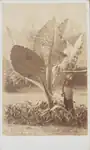 August Sachtler, A Calladium - Tanglin, Singapore, c. 1860s, Black-and-white photograph, 10.4 x 6.1 cm, National Museum of Singapore