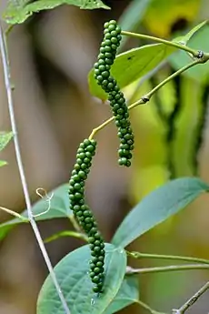 Image 13Black pepperPhoto: K Hari KrishnanUnripe drupes of black pepper (Piper nigrum) at Trivandrum, Kerala, India. The drupes are cooked briefly in hot water. The heat ruptures cell walls in the pepper, speeding the work of browning enzymes during drying. The drupes are dried for several days, during which the pepper around the seed shrinks and darkens into a thin, wrinkled black layer. Once dried, the spice is called black peppercorn.More selected pictures