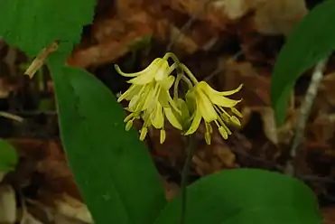 Bluebead, Clintonia borealis, May