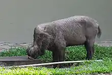 Hairy-faced gray suine