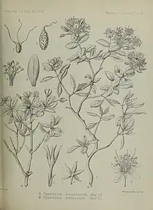 Specimen (A, left) alongside ''H. toruosum'' (B, right)