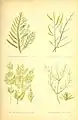 British seaweeds Artist rendition 1872 Desmarestia aculeata figure 18