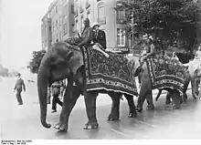 A parade of elephants with Indian trainers from the Hagenbeck show, on their way to the Berlin Zoo, 1926.