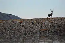 A caribou standing on the rocky riverbanks of the Colville River