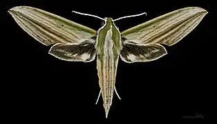 Female Cechenena lineosa