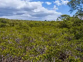 Extensive stand, Nudgee Creek, Queensland