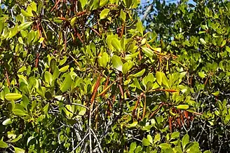 Viviparous seedlings