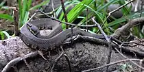 Northern cottonmouth (Agkistrodon piscivorus) in situ, Liberty County, Texas