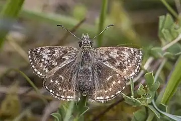 female E. t. baynesiCounty Clare, Ireland