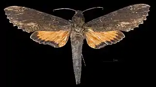 Erinnyis crameri ♀