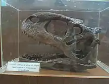Profile picture of the skull with the left side visible