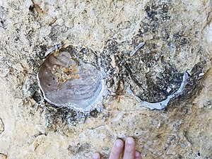 Anterior section of articulated C. deformis (Fort Hays ls.)