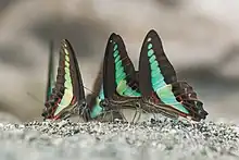 Graphium Teredon in Puddling in Buxa Tiger reserve