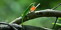 Green anole (Anolis carolinensis) in situ, Polk County, Texas
