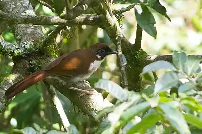 Grey-sided Laughingthrush