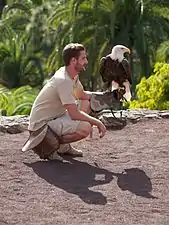 A bald eagle during a show