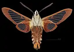 Hemaris thysbe ♂  △