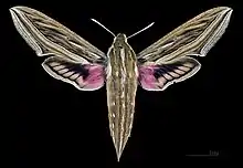 Hippotion celerio, a likely pollinator of Cyrtorchis okuensis