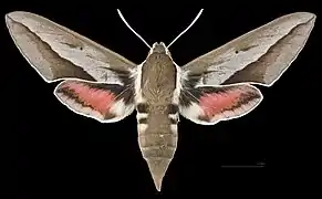 Hyles hippophaes  ♀