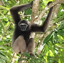 Brown gibbon
