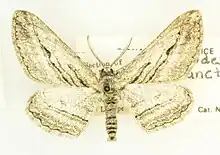 Colour photo of an Iridopsis sanctissima specamine as seen from above