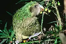 Kākāpō feeding on poroporo fruit