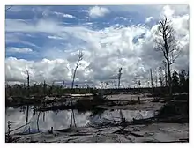 Land cleared by slash and burn techniques