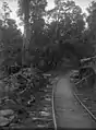 Logging railway track through native bush at Puke Puke in Oroua County