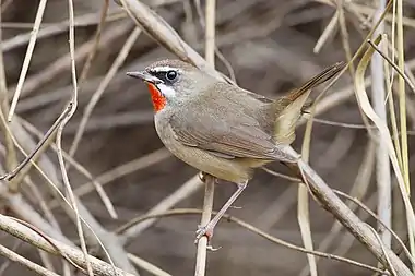 Image 15Siberian rubythroatPhotograph: JJ HarrisonThe Siberian rubythroat (Luscinia calliope) is a small passerine bird generally considered to be an Old World flycatcher of the family Muscicapidae. This migratory insectivorous species breeds in mixed coniferous forest with undergrowth in Siberia, where it nests near the ground. It winters in Thailand, India and Indonesia. It is an extremely rare vagrant to Western Europe and the Aleutian Islands.More selected pictures