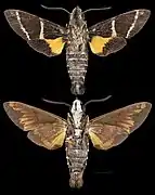 Macroglossum dohertyi