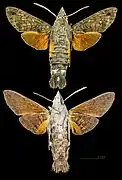 Macroglossum gyrans