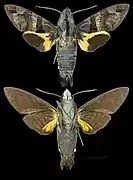 Macroglossum heliophila