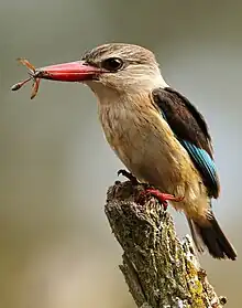Brown-hooded Kingfisher