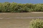 Mangrove forest in a dry lagoon near Casilda Port, Sancti Spiritus Province, Cuba