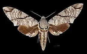 Male M. a. sumatranus, dorsal view