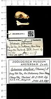 A bat skull with the jaw and skull separated