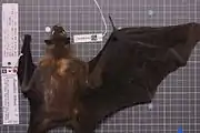 A dark brown bat with a blond nape