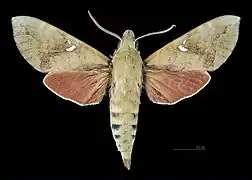 Male dorsal (coll.MHNT)